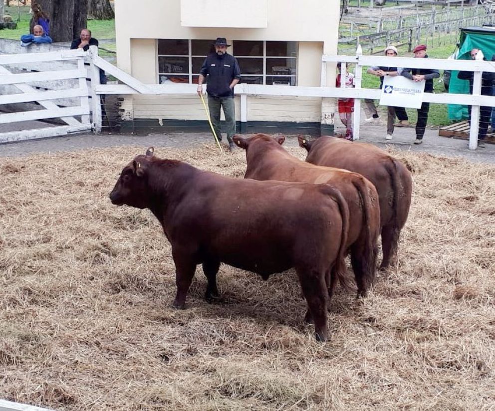 El Gran Campeón se vendió en 90 mil pesos