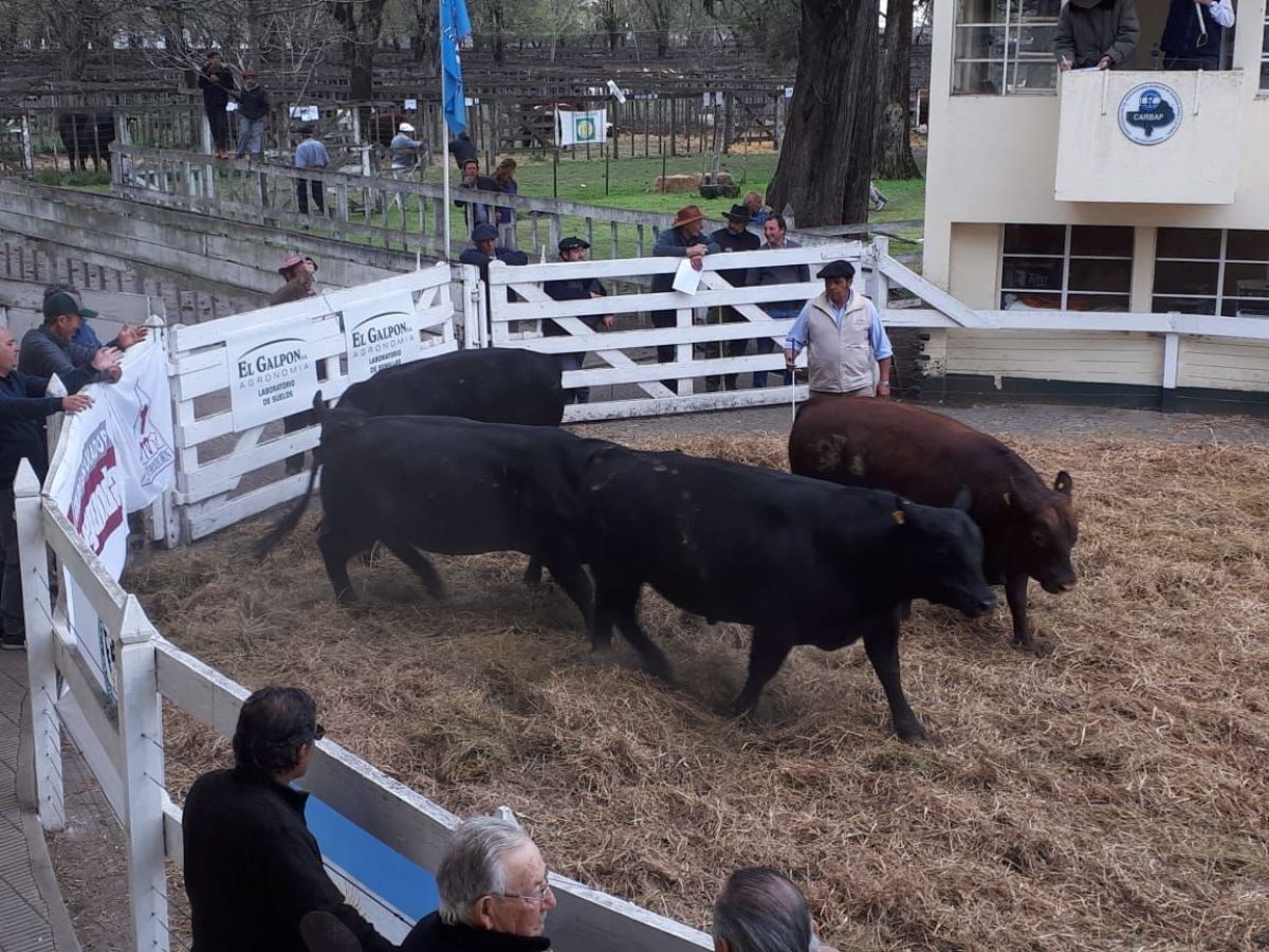 El Gran Campeón se vendió en 90 mil pesos