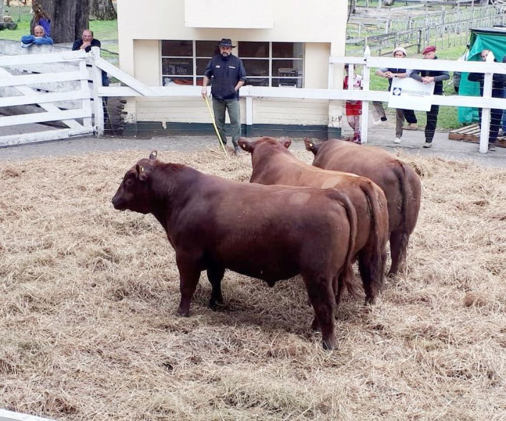 El Gran Campeón se vendió en 90 mil pesos