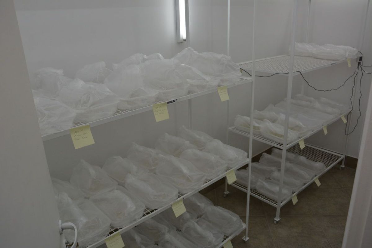 Un laboratorio de semillas que apuesta a la producción del más alto nivel