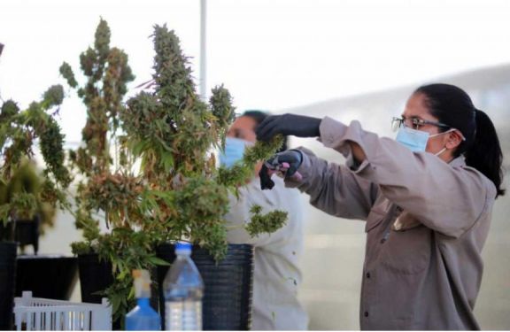 Diputados convirtió en ley el marco regulatorio para el cannabis medicinal y el cáñamo industrial